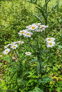 Řimbaba chocholičnatá (Tanacetum corymbosum)