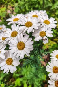 Řimbaba chocholičnatá (Tanacetum corymbosum)