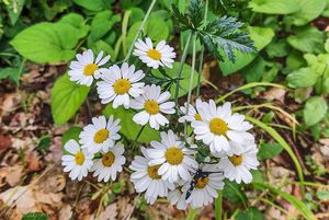 Řimbaba chocholičnatá (Tanacetum corymbosum)