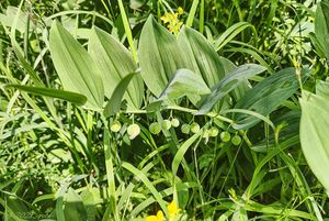 Kokořík vonný (Polygonatum odoratum)