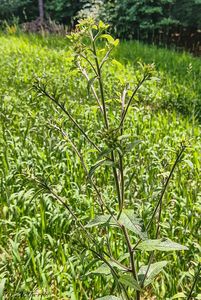 Oman hnidák (Inula conyzae)