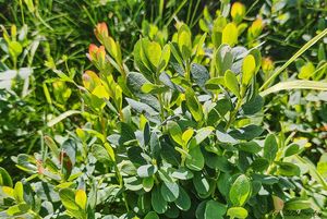 Brusnice vlochyně (Vaccinium uliginosum)