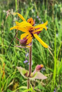 Prha arnika (Arnica monnata)