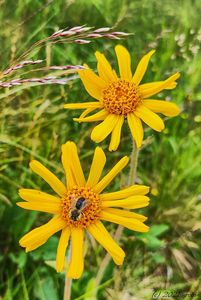 Prha arnika (Arnica monnata)