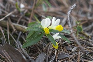 Zimostrázek alpský (Polygala chamaebuxus)