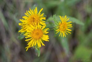 Oman britský (Inula britannica)