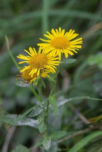 Oman britský (Inula britannica)