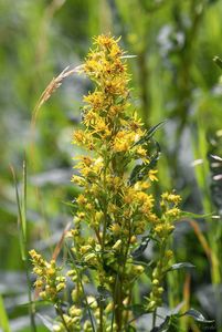 Zlatobýl obecný (Solidago virgaurea)