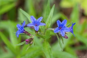 Kamejka modronachová (Lithospermum purpureo-coeruleum L.)