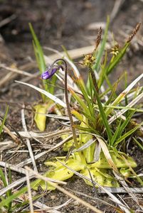 Tučnice česká (Pinguicula bohemica)