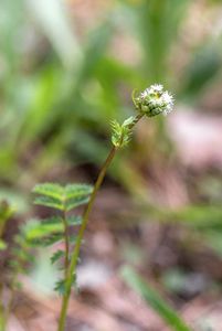 Krvavec menší (Sanguisorba minor Scop.)