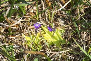 Tučnice Dostálova (Pinguicula × dostalii)