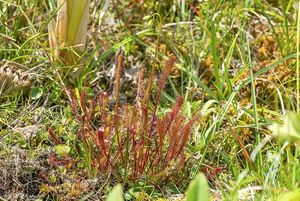 Rosnatka anglická (Drosera anglica)