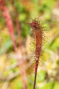 Rosnatka anglická (Drosera anglica)