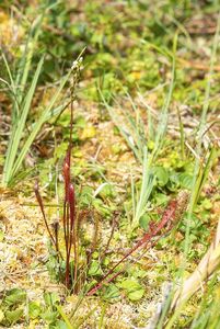 Rosnatka anglická (Drosera anglica)