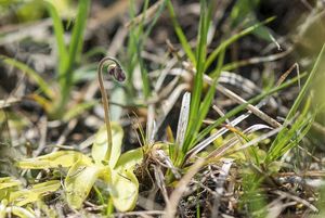 Tučnice česká (Pinguicula bohemica)