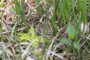 Tučnice česká (Pinguicula bohemica)