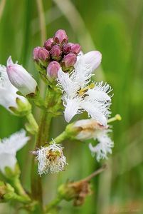 Vachta trojlistá (Menyanthens trifoliata L.)