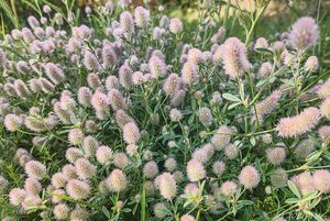 Jetel rolní (Trifolium arvense L.)