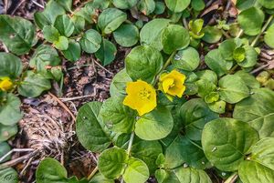 Vrbina penízková (Lysimachia nummularia)