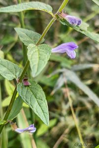 Šišák vroubkovaný (Scutellaria galericulata L.)