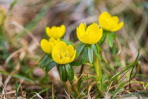 Talovín zimní (Eranthis hyemalis (L.) Salisb.)