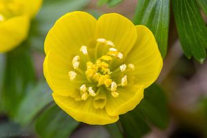 Talovín zimní (Eranthis hyemalis (L.) Salisb.)