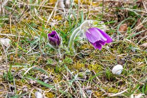 Koniklec otevřený (Pulsatilla patens)