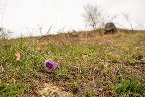 Koniklec otevřený (Pulsatilla patens)