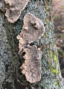 Outkovka jednobarvá - Cerrena unicolor (Fr.) Murrill