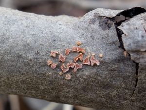 Kornatka osiková - Peniophora polygonia