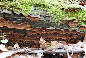 Kožovka rezavá - Hymenochaete rubiginosa (Dicks.) Lév.