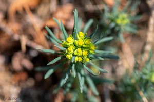 Pryšec chvojka (Euphorbia cyparissias)