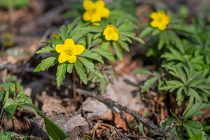 Sasanka pryskyřníkovitá (Anemone ranunculoides)