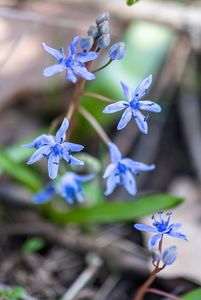 Ladoňka vídeňská  (Scilla vindobonensis Speta)