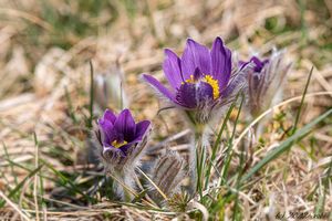 Koniklec otevřený (Pulsatilla patens)