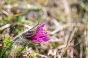 Koniklec otevřený (Pulsatilla patens)