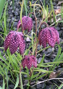 Řebčík kostkovaný (Fritillaria meleagris )