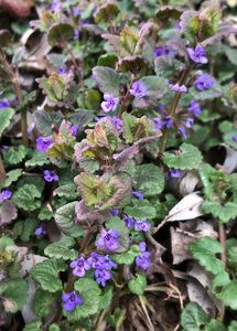 Popenec obecný (Glechoma hederacea)