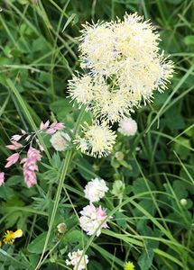 Žluťucha lesklá (Thalictrum lucidum L.)