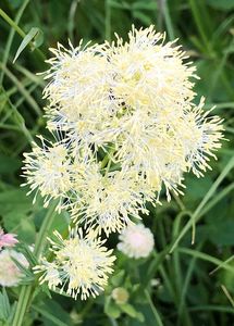 Žluťucha lesklá (Thalictrum lucidum L.)