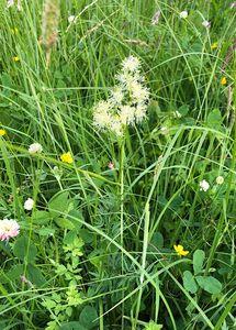 Žluťucha lesklá (Thalictrum lucidum L.)