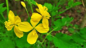 Vlaštovičník větší (Chelidonium majus)