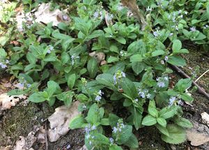 Rozrazil lékařský (Veronica officinalis L.)