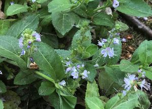 Rozrazil lékařský (Veronica officinalis L.)