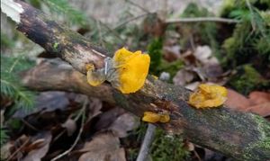 Rosolovka mozkovitá - Tremella mesenterica Retz. 1769