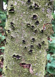 Káčovka lemovaná - Biscogniauxia marginata (Fr.) Pouzar, 1979