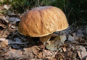 Hřib dubový - Boletus reticulatus Schaeff. 1774
