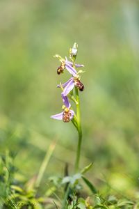 Tořič včelonosný (Ophrys apifera)