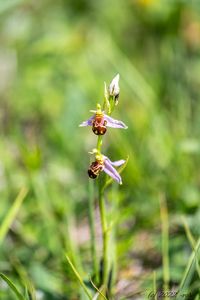 Tořič včelonosný (Ophrys apifera)